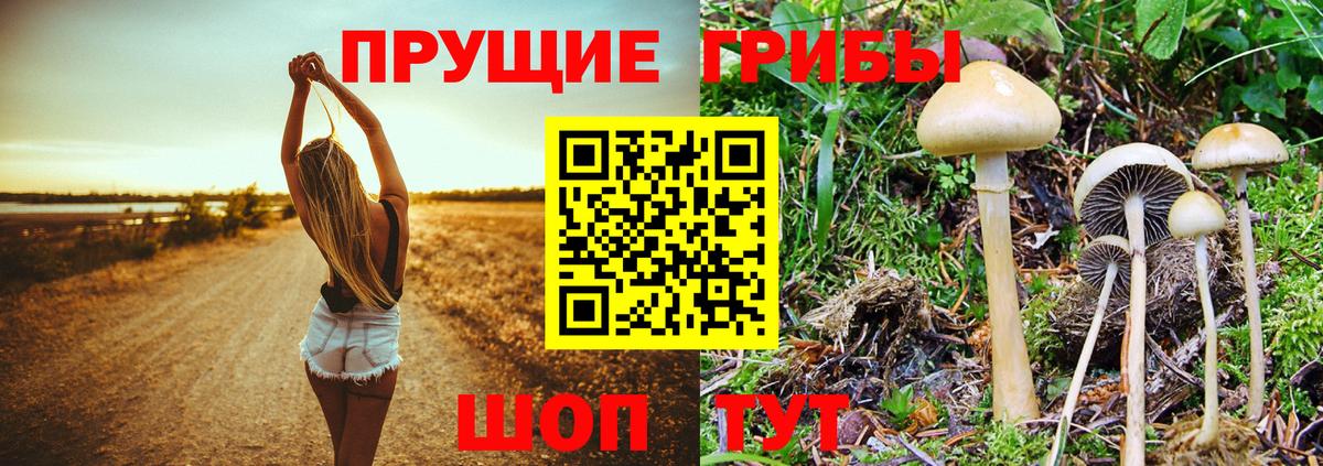 Псилоцибиновые грибы Cubensis Воркута